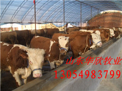 肉牛饲养、肉牛饲养、肉牛市场